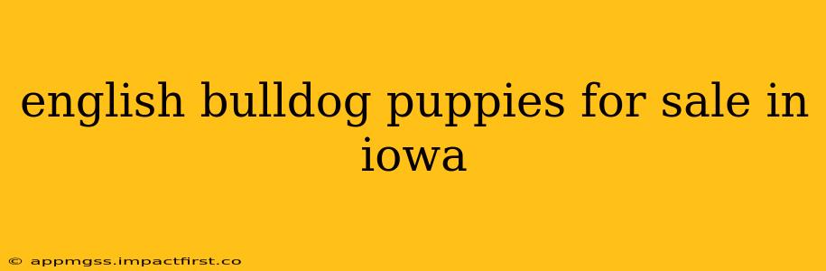 english bulldog puppies for sale in iowa