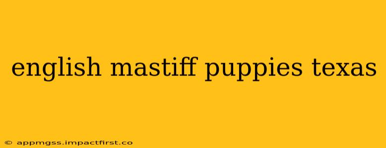 english mastiff puppies texas