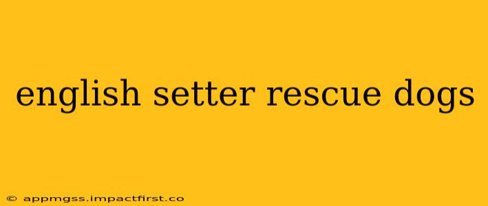 english setter rescue dogs
