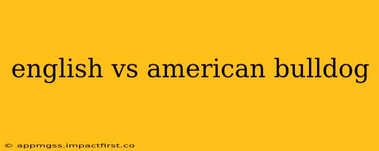 english vs american bulldog