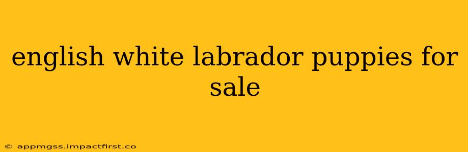 english white labrador puppies for sale