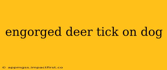 engorged deer tick on dog