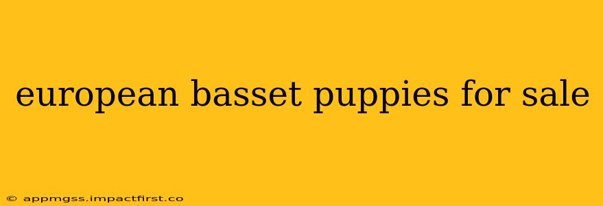 european basset puppies for sale