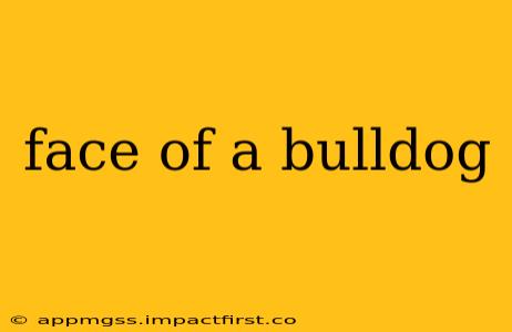 face of a bulldog
