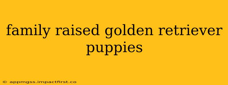 family raised golden retriever puppies