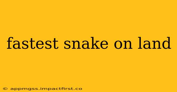 fastest snake on land