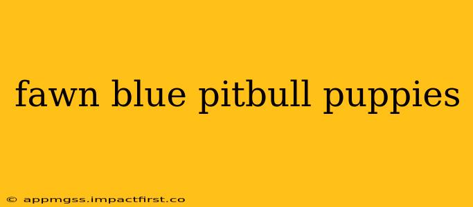 fawn blue pitbull puppies
