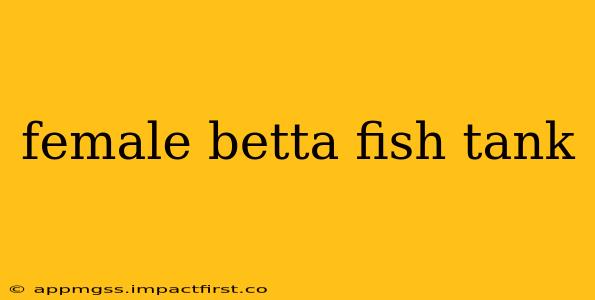 female betta fish tank