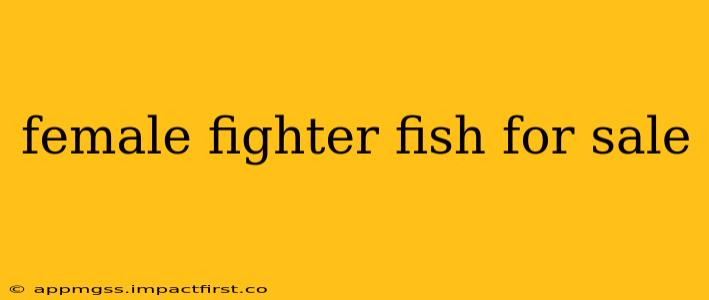 female fighter fish for sale