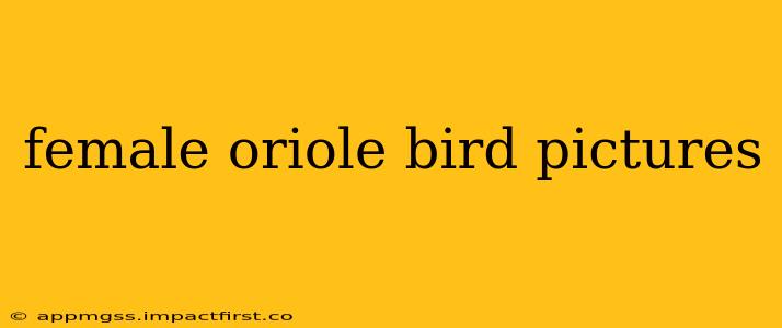 female oriole bird pictures