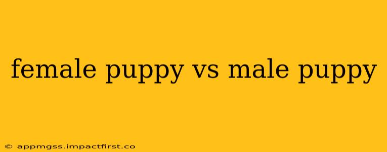 female puppy vs male puppy