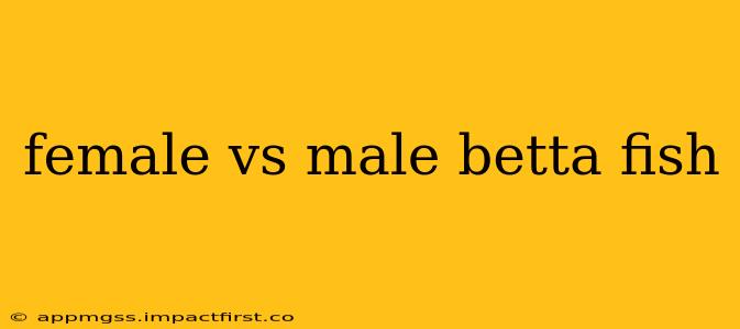 female vs male betta fish
