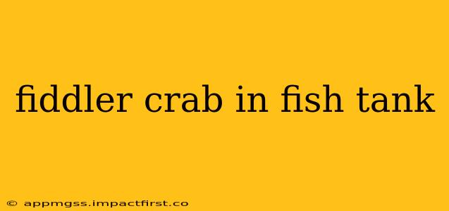 fiddler crab in fish tank