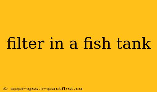 filter in a fish tank