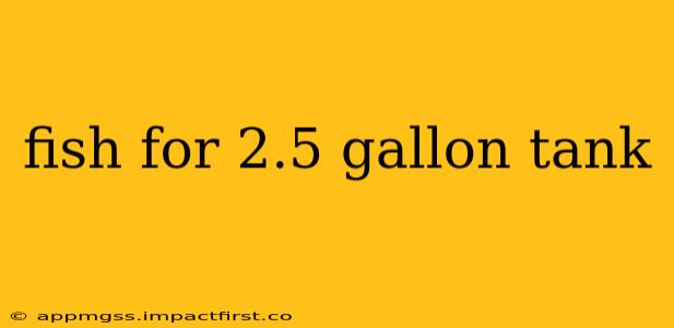 fish for 2.5 gallon tank