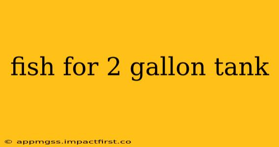 fish for 2 gallon tank