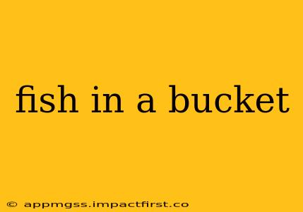 fish in a bucket