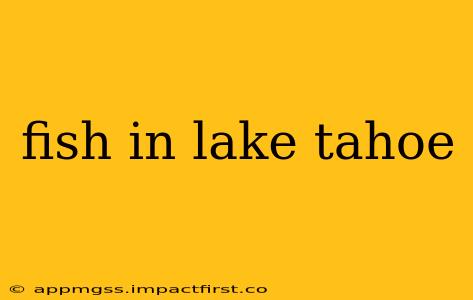fish in lake tahoe