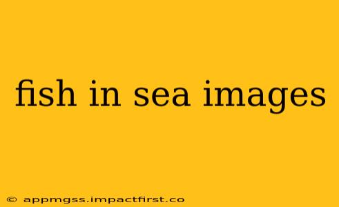 fish in sea images