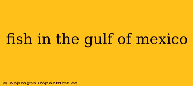 fish in the gulf of mexico