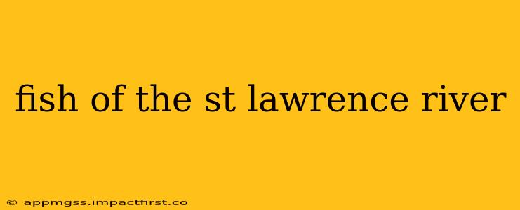 fish of the st lawrence river