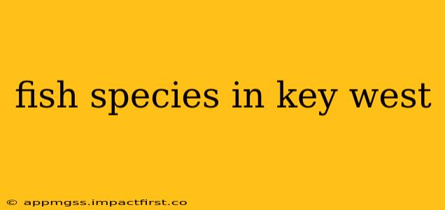 fish species in key west