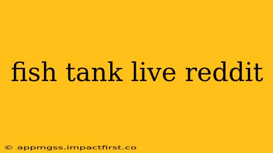 fish tank live reddit