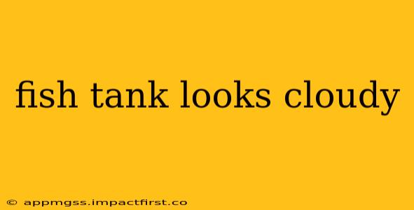 fish tank looks cloudy