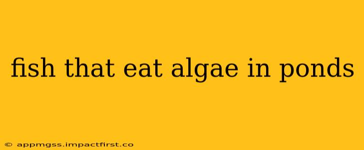 fish that eat algae in ponds
