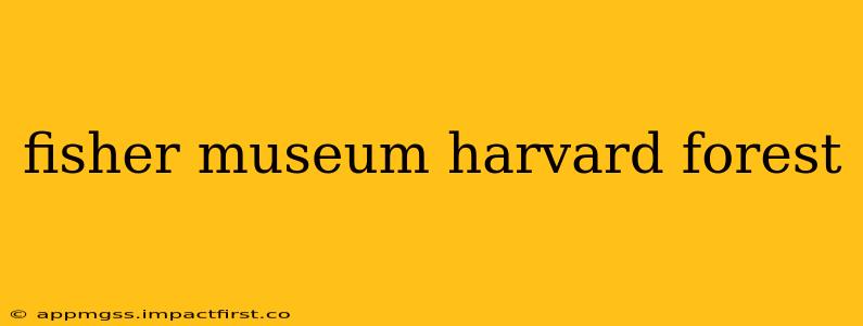 fisher museum harvard forest