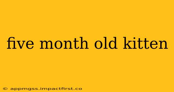 five month old kitten