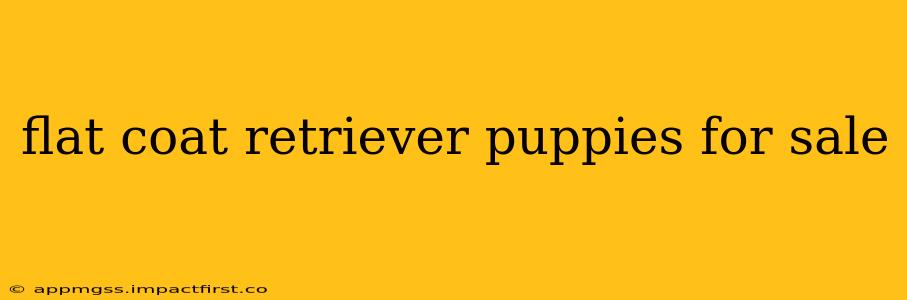 flat coat retriever puppies for sale