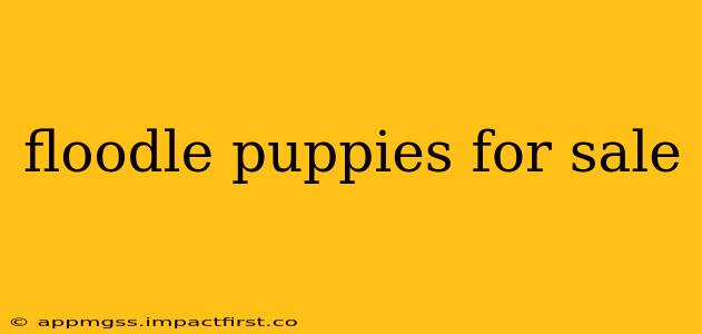 floodle puppies for sale
