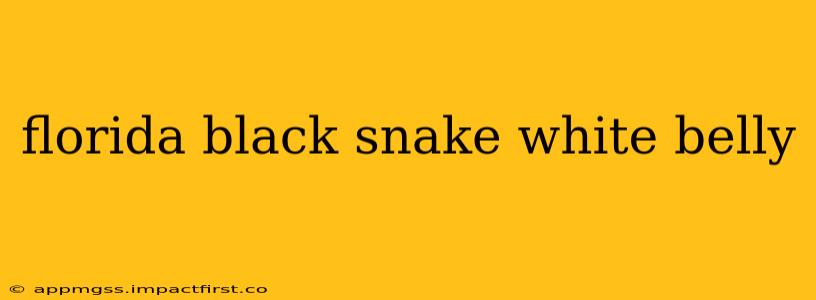 florida black snake white belly