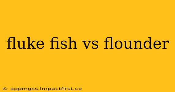 fluke fish vs flounder