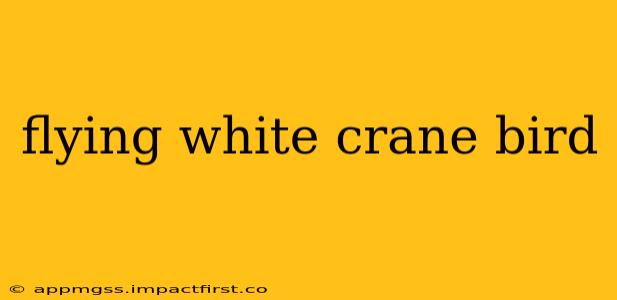 flying white crane bird