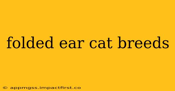 folded ear cat breeds