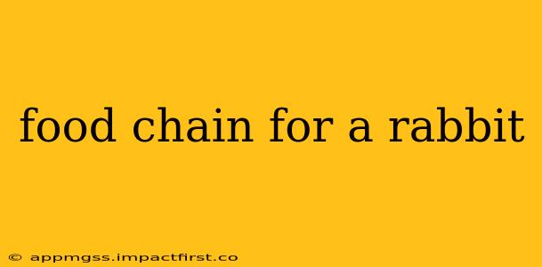 food chain for a rabbit