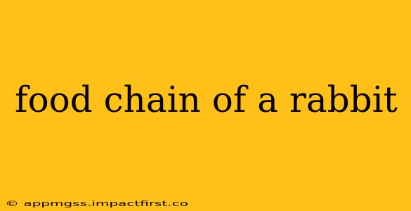 food chain of a rabbit