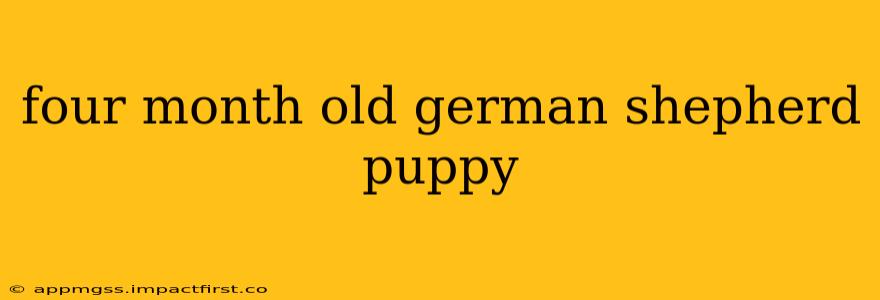 four month old german shepherd puppy