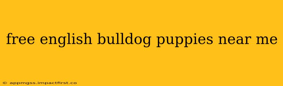 free english bulldog puppies near me