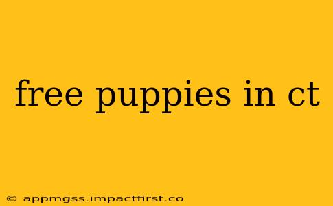 free puppies in ct