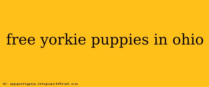 free yorkie puppies in ohio