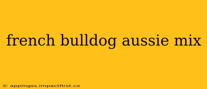 french bulldog aussie mix