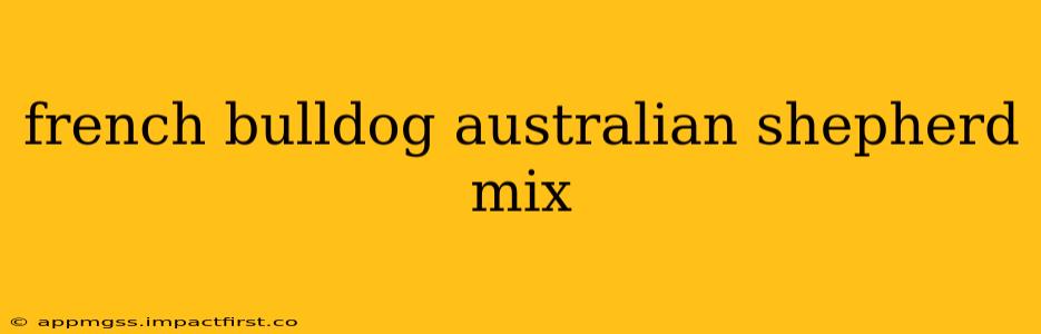 french bulldog australian shepherd mix