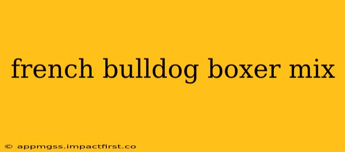 french bulldog boxer mix