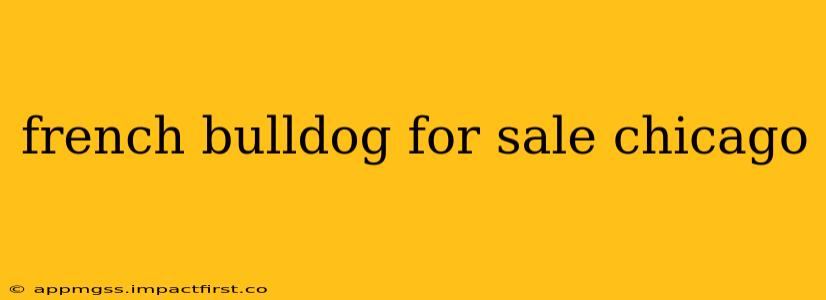 french bulldog for sale chicago
