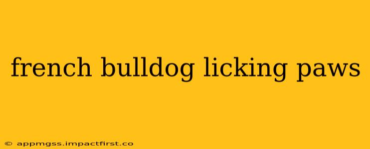 french bulldog licking paws