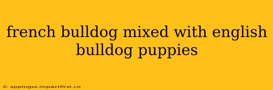 french bulldog mixed with english bulldog puppies