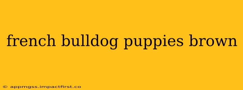 french bulldog puppies brown